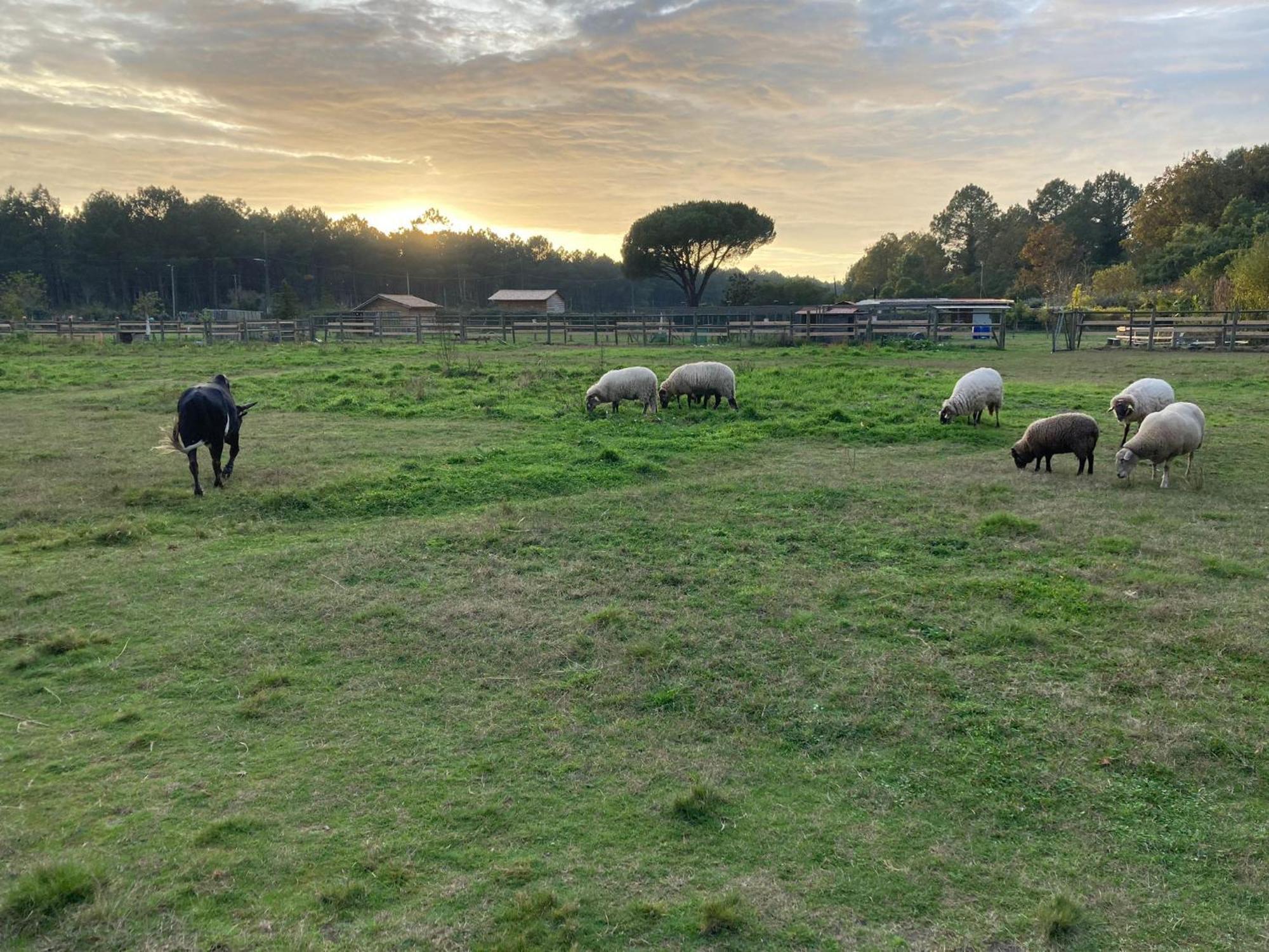 Gite - La Ferme A La Plage Le Porge Zewnętrze zdjęcie